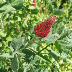 Red incarnat clover, Roussillon clover, Trifolium Incarnatum